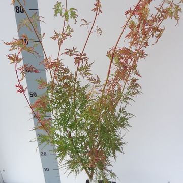 Acer palmatum 'Seiryu'