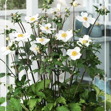 Anemone x hybrida 'Honorine Jobert'