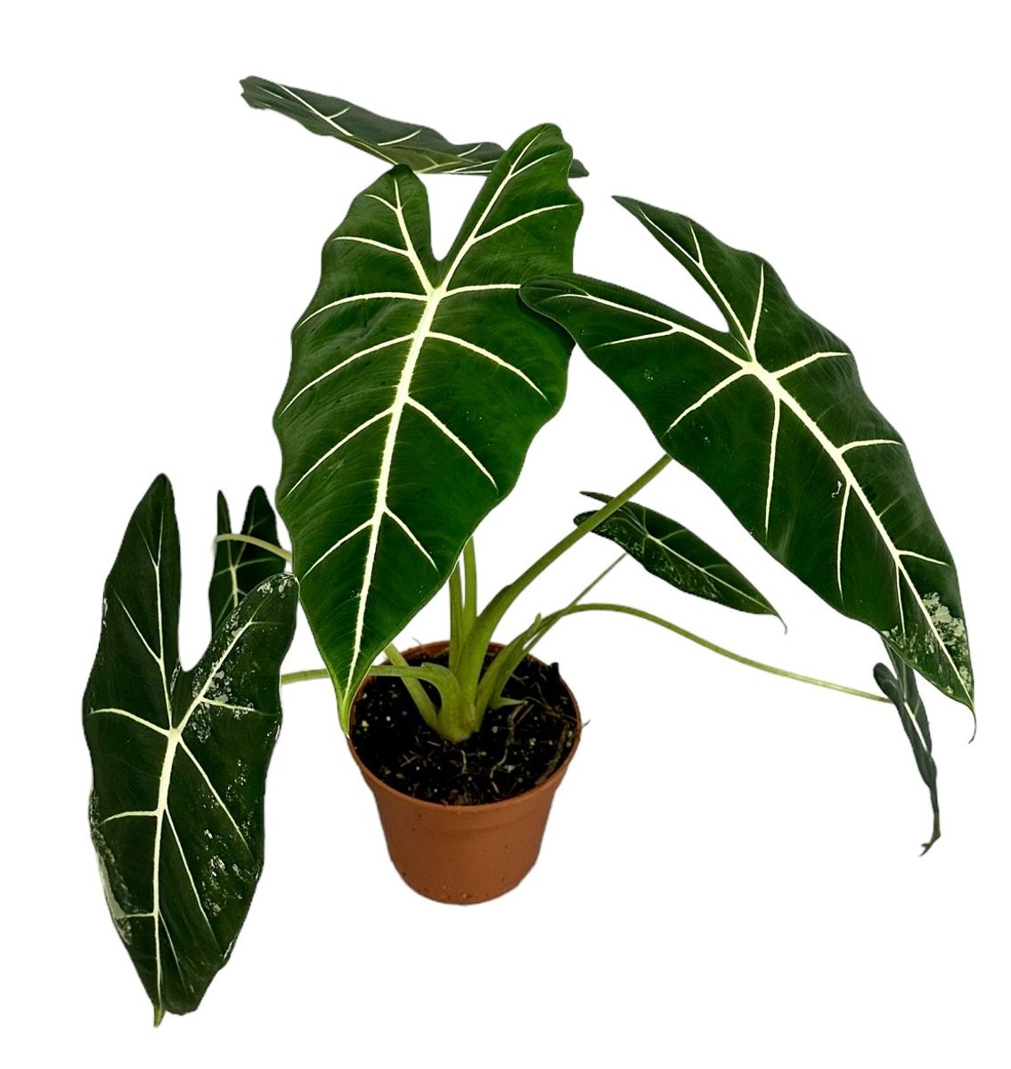 Alocasia micholitziana 'Variegated Frydek' — Plant Wholesale FlorAccess