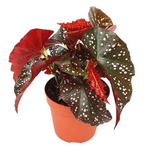 Begonia 'Cracklin' Rosie'