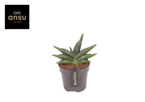 Sansevieria 'Almond Jade'