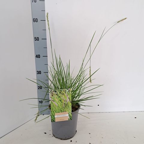 Sesleria autumnalis