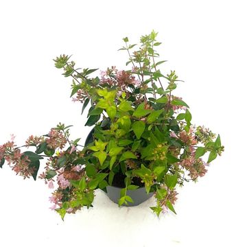 Abelia 'Raspberry Profusion'