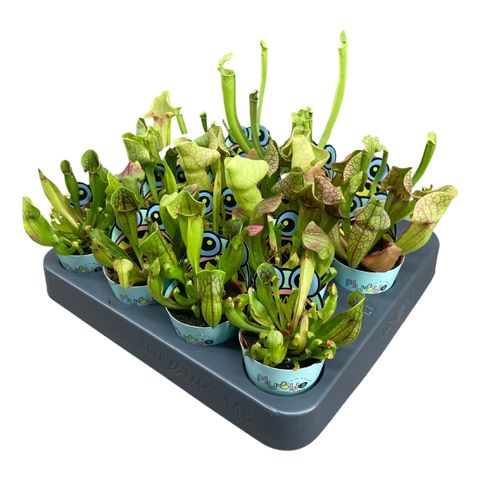 Sarracenia MIX