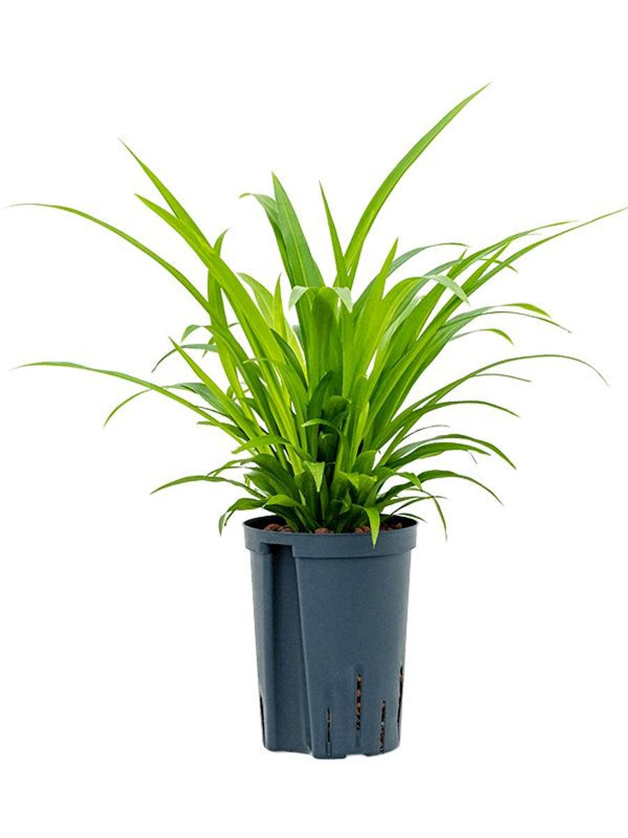 Chlorophytum comosum 'Lemon'  Pflanzengrohandel FlorAccess