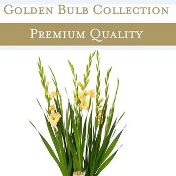 Gladiolus GLAMINI CHARLOTTE