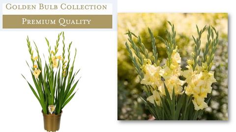 Gladiolus GLAMINI CHARLOTTE