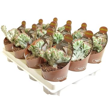 Euphorbia lactea 'Cristata White Ghost'