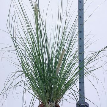 Cortaderia selloana 'Pumila'