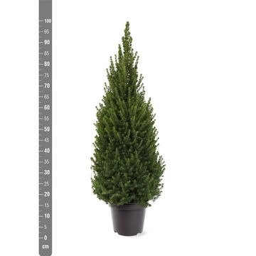 Picea glauca PERFECTA