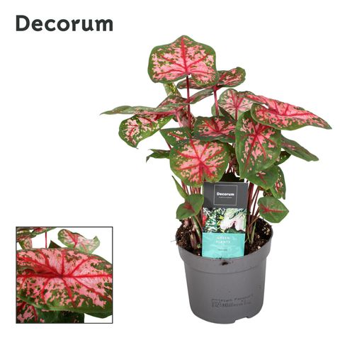 Caladium 'Carolyn Whorton'