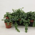 Satureja douglasii 'Indian Mint'