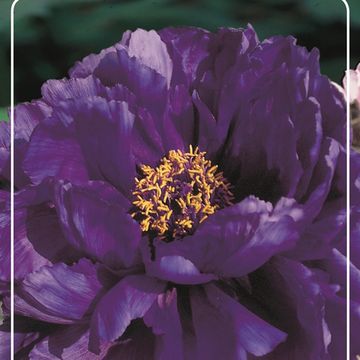 Paeonia suffruticosa 'Wu Long Peng Sheng'