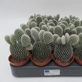 Opuntia microdasys 'Albispina'