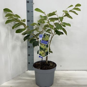 Hamamelis x intermedia 'Arnold Promise'