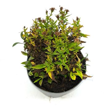 Aster 'Schneekissen'