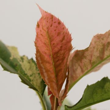 Photinia serratifolia PINK CRISPY