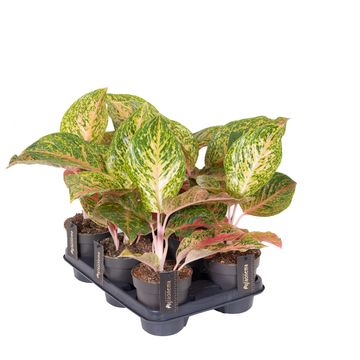 Aglaonema 'Grand Bouquet'