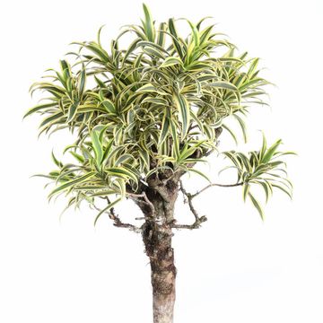 Dracaena reflexa 'Song of India'