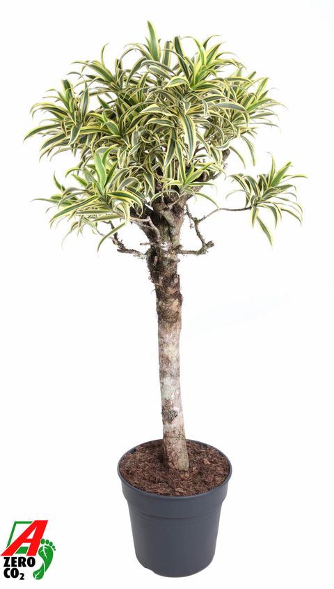 Dracaena reflexa 'Song of India'