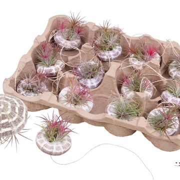 Arrangement Tillandsia