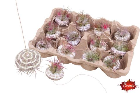 Arrangement Tillandsia