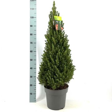 Picea glauca PERFECTA