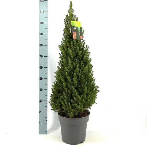 Picea glauca PERFECTA