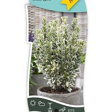 Euonymus japonicus 'White Spire'