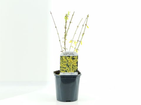 Forsythia 'Голдрауш'