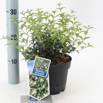 Osmanthus x burkwoodii