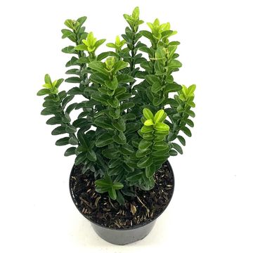 Euonymus 'Benkomoki'