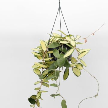 Hoya acuta 'Inner Variegata'