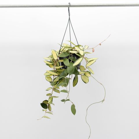 Hoya acuta 'Inner Variegata'