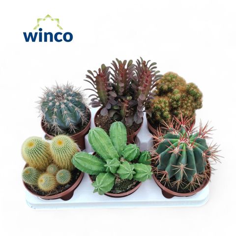 Cactus MIX