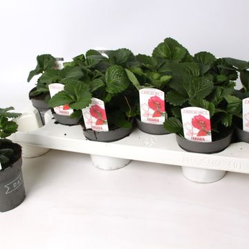 Fragaria x ananassa 'Summer Breeze'