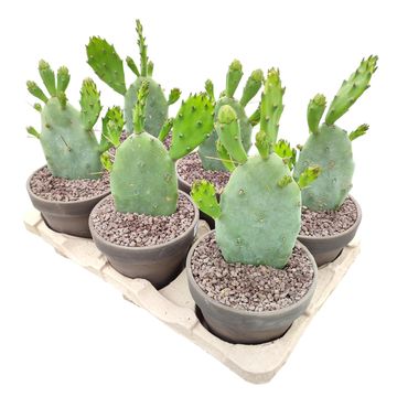 Opuntia humifusa