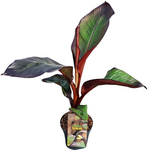 Ensete ventricosum 'Maurelii'