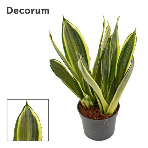 Sansevieria trifasciata 'Silver Spears'