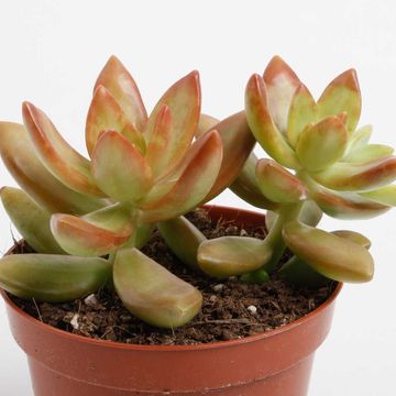 Sedum adolphii