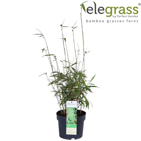 Fargesia rufa — Plant Wholesale FlorAccess