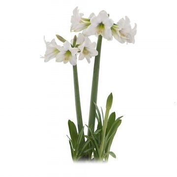 Hippeastrum SONATINI WHITE RASCAL