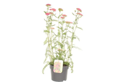 Achillea millefolium MILLY ROCK PINK