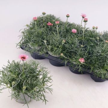 Rhodanthemum hosmariense 'African Rose'
