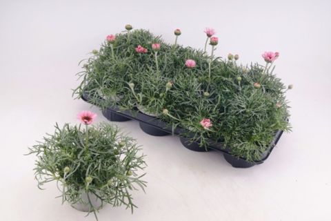 Rhodanthemum hosmariense 'African Rose'