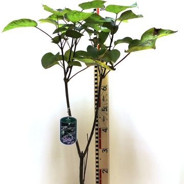 Catalpa x erubescens 'Purpurea'