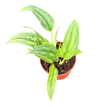 Scindapsus 'Stabilo Green Arrow'