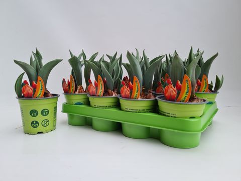 Тюльпан 'Эрмитаж'