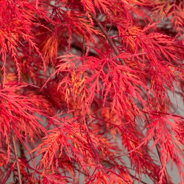 Acer palmatum 'Emerald Lace'