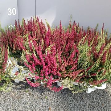 Calluna vulgaris GARDEN GIRLS MIX IN POT TWIN